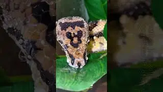amazing snake video 2022 #snake #snek #2022 #shorts #video