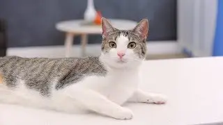 Jonny Cat Litter and Litter Box Liners | Chewy