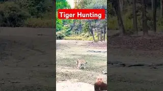 Tiger chasing a rabbit 🤔still watch end #trendingshorts #ytshort#short#tigerhunting