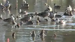 Grey Teal 2