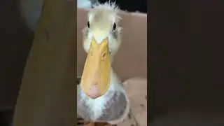 Here Is The Duck Tip Of The Day