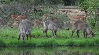 Waterbucks and Impalas Feeding Peacefully by the Waterhole | Karongwe Game Reserve