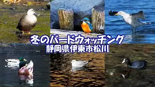 冬のバードウォッチング 静岡県伊東市松川 #カルガモ#カワセミ#マガモ#コサギ#オオバン#ユリカモメ#ウミネコ