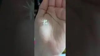 Orchid Mantis Nymph