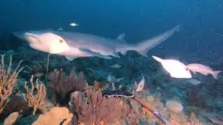 Deakin University Apollo Marine Park Multibeam and Stereo Baited Remote Underwater Video Surveys