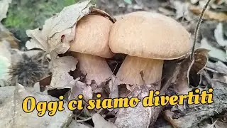 Between Turkey oak and chestnut trees, mushrooms galore