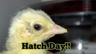 Peafowl and Pheasant Chicks