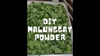 DIY MALUNGGAY POWDER!
