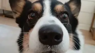 Scooter devours ice cream on his 4th birthday