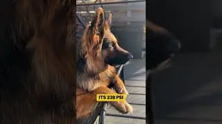 Doberman VS German Shepherd