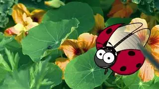 Tracas au jardin - Les solutions sans pesticides : les pucerons. Comment s'en d&eacute;barrasser?