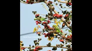 Balcony Birding | Asiatic Parakeets | TravelerInMe