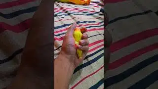 How i tame my lovebird | tamed lovebirds#birds #parrot #lovebird