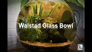 walstad glass bowl aquarium observation video, aquascaped planted tank