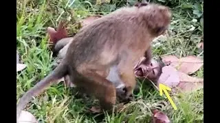 Sweetpea Monkey fight Never Win He always attacked by his Partner
