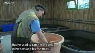 Project to protect eels in the Weser river, Germany