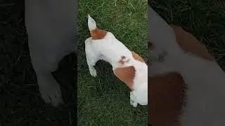 Big White Turkey And Jack Russell Talking To Each Other #turkey #turkeycall