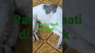 RAMBO MATI KENA TABRAK 10 Maret 2023