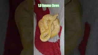1.0 Banana Clown #banana #clown #ballpython #pets #oliver #twist #viral #shorts #shortsvideo #snake