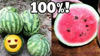 Even More Watermelon??🤩 Cutting and Picking Sugar Baby and Yellow Watermelon!🍉✨