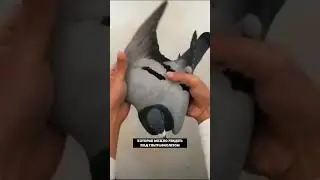 У голубей есть татуировки на перьях
