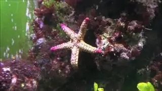 Fromia monilis  - Stella di mare ingioiellata