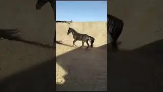 #الخيل #tbourida #cheval #التبوريدة_المغربية #fantasia #concours