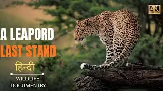 A Leapord's last Stand - हिन्दी डॉक्यूमेंट्री | Wildlife documentary in Hindi