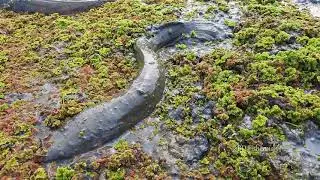 Amazing Hand Fishing Video Underground Big Monster Fish Come Out In River Site. Trending Fishing