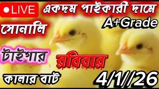 আজকের মুরগির বাচ্চার দাম | Broiler & Sonali Chick Price Today | Live Poultry Market Bangladesh
