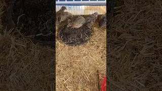 ЧИСТЫЙ и ГРЯЗНЫЙ? #coturnixquail #quail #cuteanimals #homestead #vlog #asmr #farming #meatbirds