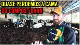 A CAMA DAS VACAS est&aacute; &uacute;mida, manejo da cama do Compost Barn (Vlog Rural)