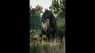 The Horse Meditation