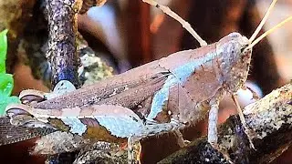 Grasshopper @Firsttimebyncn