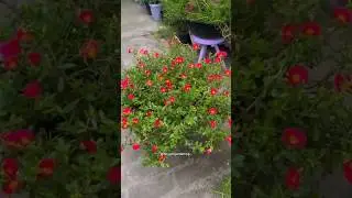 Jutti Meri 💞🍂#Beautifulflowers💐#ytshortstrading #likeandsubscribe#@ShyamGardening#motivational