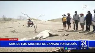 Tumbes: m&aacute;s de 1,500 animales, entre ganado vacuno y caprino, murieron por extrema sequ&iacute;a