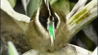 Green bearded Helmetcrest (Oxypogon guerinii)