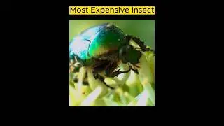 Most Expensive Insect  #shorts