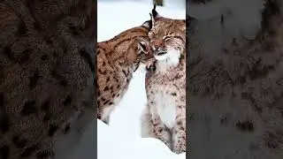 Secrets of the Wild Lynx in Nature.