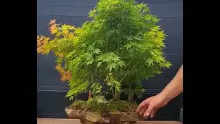 My firtst Bonsai Forrest  . 5 Acer Palmatum and a accent plant ( little rose) on a wooden disk
