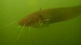 Am ersten Juni im Waidsee
