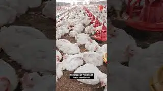 The history of bird flu
