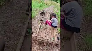 Treinando boi de carro de boi