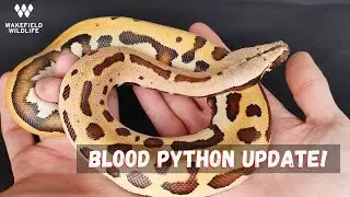 Blood Python Update!
