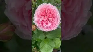Bliss Parfuma Rose.