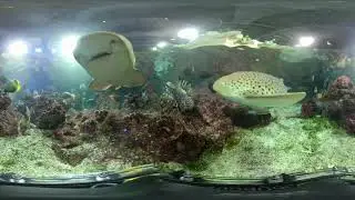 Acquario Tropicale 360