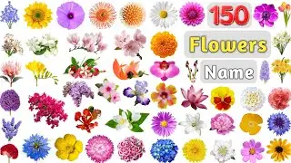 Flowers Vocabulary ll 150 Flowers Name in English with Pictures ll Flowers for Kids & Anthophile