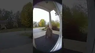 Monkey RINGS Doorbell & Throws a Tantrum! 🐒🚪😂 (Doorbell Camera Footage)
