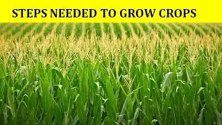 Steps needed to grow crops/Basva's Farm/CLASS IV/NCERT/Chapter 14/Agricultural Crop Production