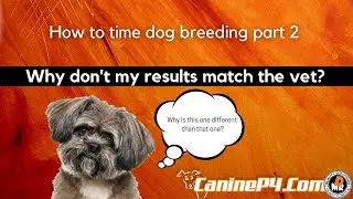 How to time dog breeding part 2 | why don't my results match the vet?
